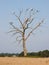 Flock of storks on the branches of a dead tree