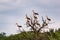 Flock of storks on the dry tree