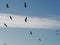 flock of storks flying in blue sky and clouds