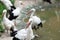 A flock of storks looking for food by the lake