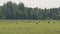 A flock of storks before take off from the field