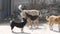 Flock of street dogs walks near the gates of the plant. Dogs guard the territory