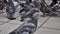 Flock of street pigeons close-up