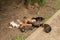 A flock of street puppies sleep on the ground in the shade of a tree