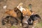 A flock of street puppies sleep on the ground in the shade of a tree