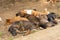 A flock of street puppies sleep on the ground in the shade of a tree