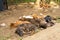 A flock of street puppies sleep on the ground in the shade of a tree