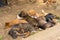 A flock of street puppies sleep on the ground in the shade of a tree