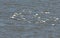 A flock of stunning Sanderling Calidris alba and Dunlin Calidris alpina flying over the sea at high tide in Kent, UK.