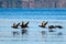 Flock of surf scoters soar over a tranquil body of water near a shoreline