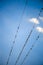 Flock swallow sitting on wires against blue sky