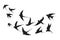 Flock of swallows. Silhouettes crowd flying birds away sky, flyingof sea free black bird aloft swift flight swarm