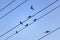 Flock of swallows sitting on high-voltage wires against blue sky