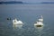 A flock of swan at the confluence Danube River to Sava River