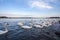 Flock of Swans, black and white types with their typical curved neck and orange beak on the Danube river, in Zemun, Belgrade, Serb