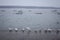 Flock of Swans, black and white types with their typical curved neck and orange beak on the Danube river, Zemun, Belgrade, Serbia