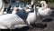 Flock of swans came close to camera POV