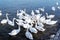 Flock of swans eating bread in water