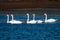 Flock of Swans on lake