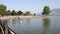 Flock of swans on the lake Ioannina