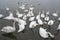 Flock of swans. Lots swan birds wintering at lake