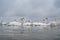 Flock of swans. Lots swan birds wintering at lake