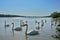 Flock of swans on the river, Danube, Austria