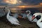 Flock of swans at sandy beach against dramatic sunrise sky