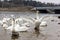 Flock of swans on the shore of the lake.