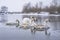 Flock of swans swimming on river water surface in winter time. Overwinter birds