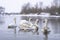 Flock of swans swimming on river water surface in winter time. Overwinter birds