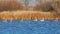 Flock of swans swims on the autumn lake. Adult and young swans swim on the water