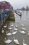 Flock of swans and waterbirds at Riverside Walk promenade by the River Thames in Kingston, England