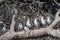 A flock of terek sandpipers Xenus cinereus seen in the wetlands near Airoli in New Bombay in Maharashtra