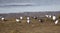 A Flock of Terns