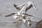 Flock of terns fishing