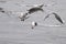 Flock of terns fishing