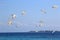 Flock of terns flying over the sea