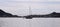 A Flock of Terns Surrounds a Sailboat