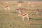 Flock with Thomson`s gazelles on the savannah