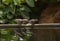 Flock of three wild laughing doves perched on edge of pool looking at their reflection, Kenya