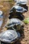 Flock of Trachemys scripta turtle on the river bank, vertical wildlife