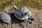 A flock of Trachemys scripta turtles. Small turtle resting on the back of a large wild turtle