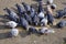 Flock of trash pigeons feeding