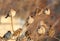 A flock of tree sparrow sits on the bush