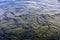 A flock of trout floating in a shallow river with pebbles.