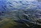 A flock of trout floating in a shallow river with pebbles.