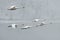 Flock of Trumpeter Swans Flies Over River