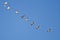 Flock of Trumpeter Swans Flying in a Blue Sky