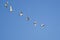 Flock of Trumpeter Swans Flying in a Blue Sky